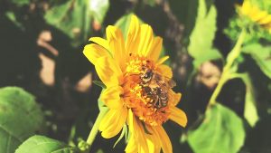 Read more about the article Fleißige Bienen