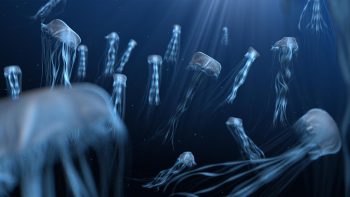 vorschau_jellyfish