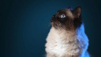 vorschau_kleinekatzen